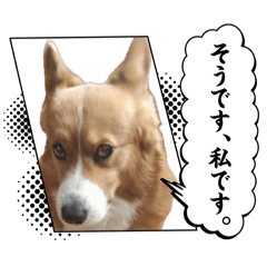 tsugu_20260715142122