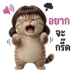 Chubby Cat แกละ5 -อยากจะกรี๊ด