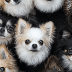 A large number of Chihuahuas