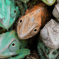 A massive swarm of chameleons.