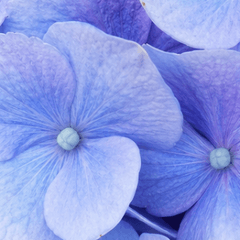 This is the quintessential hydrangea.