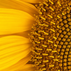 This is a sunflower.
