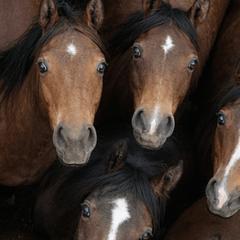Large numbers of Thoroughbreds
