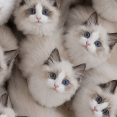 Mass Ragdolls