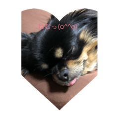 cute dogs and somthing     one