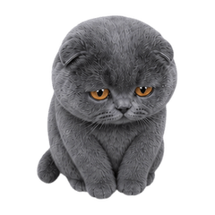 Smokey, the Amber-Eyed Fold (No text)