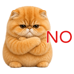 Persian Orange Cat Cutie(TWN)