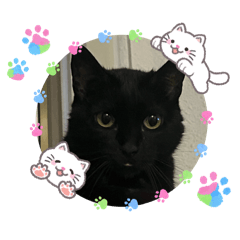 Chan-chan-neko