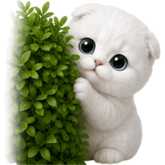 White Cat So Cute!!! (No Text)