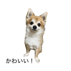 Loco Nishino