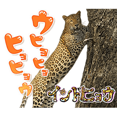 Rare Animal Stickers:Republic of India