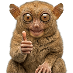 BIG! メガネザル 実写