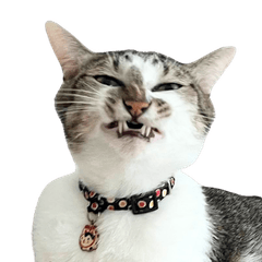 Our Crazy Cats