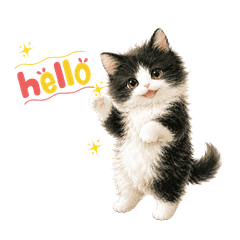 Fluffy Tuxedo Kitten