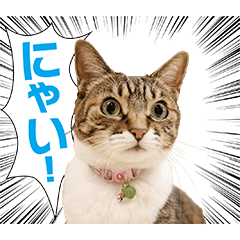 ねこ女将 まいちゃん Line スタンプ Line Store