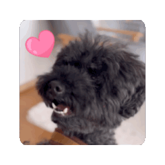 dog stickers dog stickers