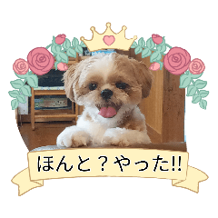 Momo_20260717193439