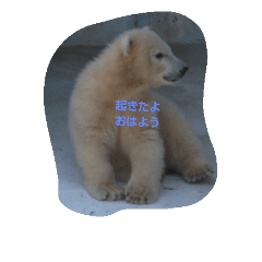 polar bear  fan