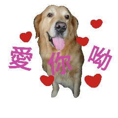 黃金阿mo的慵懶毛日子