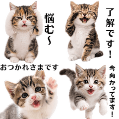 Cat Stickers for Daily Use in Japanese