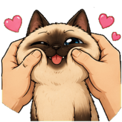 The adorable daily life of a Siamese cat