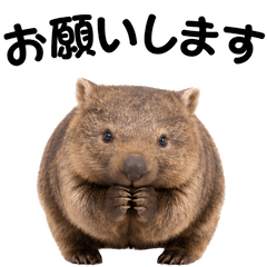 【ずっと使える】ウォンバットの爆笑・ネタ