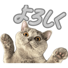 suzu British Shorthair