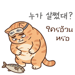 น้องลูกพลับ: แมวส้มหน้ากวน (บิ๊ก)