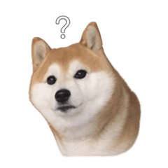 Bruh... shiba-kun