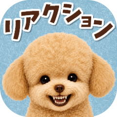 Emotions/Reactions/Toy Poodle