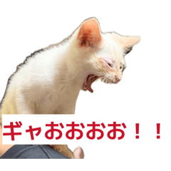 Momo_20260719224833