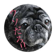 hyuga pug1