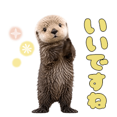 Moves! Sea otter baby