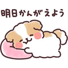 fluffy shih tzu 3set easygoing