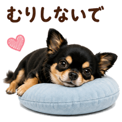 20260718dog