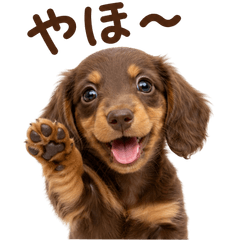 20260718dog2