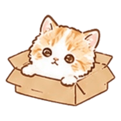 スコティッシュのひより