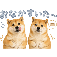毎日使える双子柴犬【あいさつ・連絡】