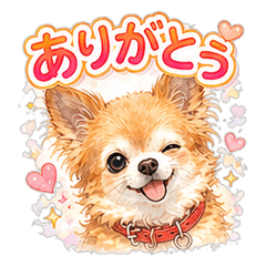 Heartwarming Chihuahua Days