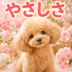 kindness toy poodle p