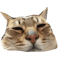 81cat