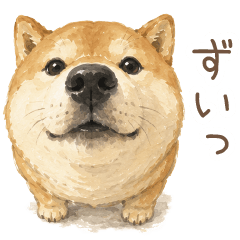 Cute and Relaxed Shiba Inu Reactions