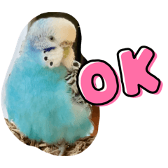 kikipico1