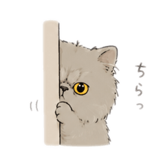 Adorably Grumpy Persian Cat