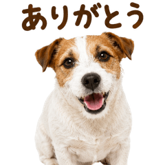 20260718dog3