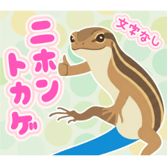[No Text] Japanese Five-Skinned Lizard