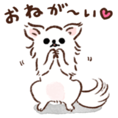 Today's cute Chihuahua
