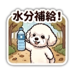 Toy Poodle Syrup_20260720105133
