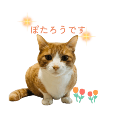 Days of potaro