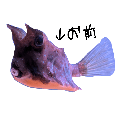 popo_20260720113241